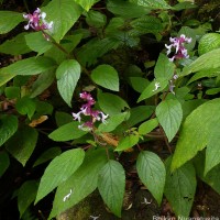 Coleus kanneliyensis L.H.Cramer & S. Balas.